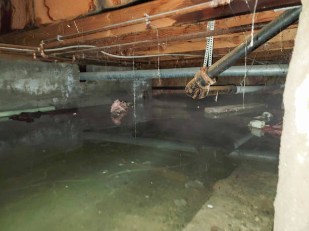 Best Flood restoration services  in Laguna Park, TX